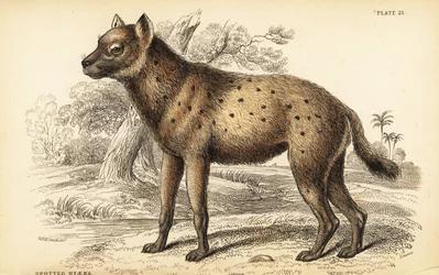 Hyène tachetée ou hyène rieuse, Crocuta crocuta (Hyaena crocuta)