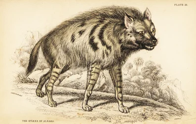 Hyène rayée, Hyaena hyaena