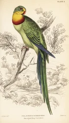 Perruche superbe, Polytelis swainsonii