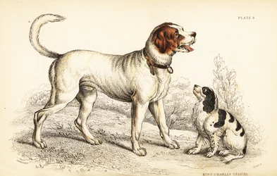 Chien de Saint-Bernard ou Grand Saint-Bernard, Canis lupus familiaris, et épagneul King Charles, Canis lupus familiaris (Canis extrarius)