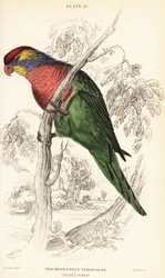 Loriquet varié, Psitteuteles versicolor (Trichoglossus versicolor)