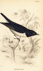 Étourneau à dos violet, Cinnyricinclus leucogaster (Grakle à corps blanc, Lamprotornis leucogaster)