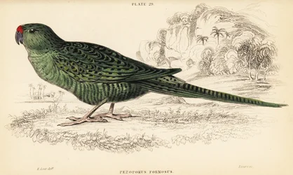 Perroquet terrestre occidental, Pezoporus flaviventris