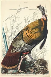 Grand Coq Américain
