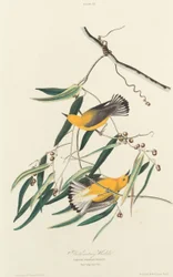 Paruline Protonotaire
