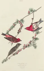 Roselin Pourpré
