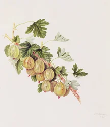 Groseille verte, 1815