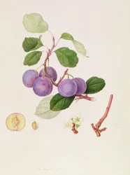 La Royale Prune, 1815