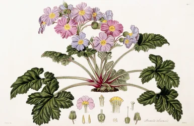 Primula Sinensis, 1821-1826