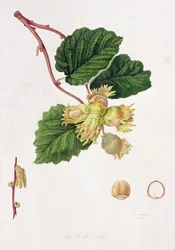 La Noisette, 1816