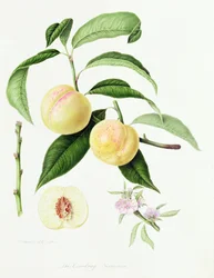 La nectarine de Conudray, 1820