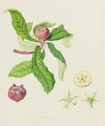 La nèfle hollandaise, 1816