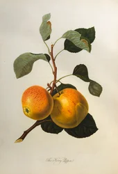 Le Kerry Pippin, de Pomona Londinensis, 1818