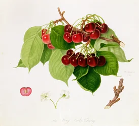 La cerise May Duke, 1815