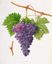 Le raisin de Poonah, 1820