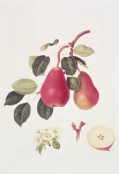 La Poire Beurré Écarlate, 1819