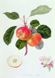 La Pomme de Trumpington, 1819
