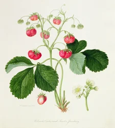 Fraise écarlate Crête-de-coq de Wilmot, 1820