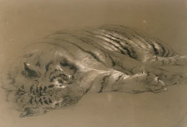 Un tigre endormi, 1876