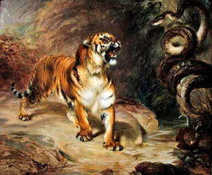 Tigre et python