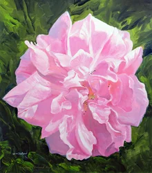 Rose victorienne