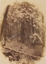 Sans titre (Bois sous la neige)