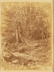 Sans titre, tiré du portfolio The Forest : Bois des Adirondacks