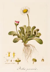 Bellis perennis, Marguerite, vers 1770-1790