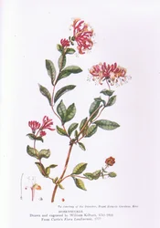 Chèvrefeuille, Nature en Grande-Bretagne publiée par Collins, 1946