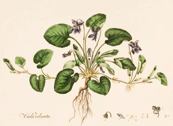 Viola odorata, Violette odorante