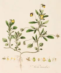 Viola tricolor, Pensée sauvage, vers 1770-1790