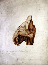 Étude du cerveau I, vers 1850