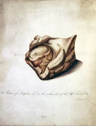 Étude du cerveau II, vers 1850