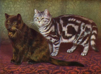 Le chat écaille de tortue et le tabby