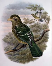 Ailuroedus Crassirostris, Oiseau-chat vert