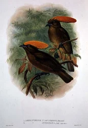 Amblyornis Flavifrons