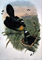 Oiseau de paradis à six fils d