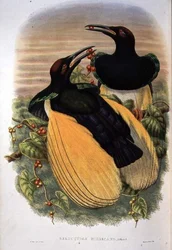 Oiseau de paradis : Douze-fils, Seleucidis Melanoleuca