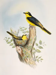 Minivet à croupion brun (Pericrocotus cantonensis), lithographie des Oiseaux d