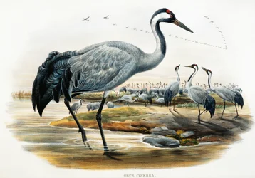 Grue cendrée (Grus cinerea), lithographie des Oiseaux de Grande-Bretagne