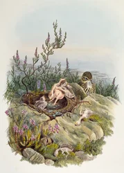 Coucou gris, par John Gould (1804-1881), lithographie par William Matthew Hart (1830-1908), Royaume-Uni