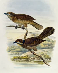 Koel nain (Microdynamis parva), gravure par William Matthew Hart (1830-1908), Royaume-Uni