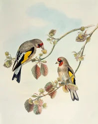 Chardonneret élégant (Carduelis carduelis caniceps), lithographie de Birds of Asia