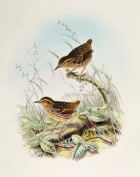 Troglodyte à sourcils (Napothera epilepidota), lithographie de Birds of Great Britain