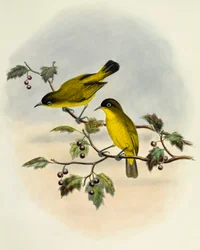 Zostérops à ventre jaune, gravure par William Matthew Hart, Royaume-Uni