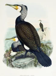 Grand cormoran (Phalacrocorax carbo), lithographie de Birds of Great Britain