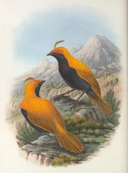 Hart Cnemophilus macgregorii crop