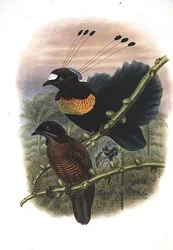 Parotia à six fils de Lawes - Oiseau de paradis