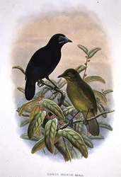 Loria Loriae, Oiseau de paradis de Loria