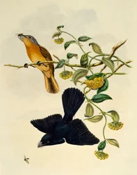 Moucherolle à tête ocre (Myiagra cervinicauda), gravure par William Matthew Hart